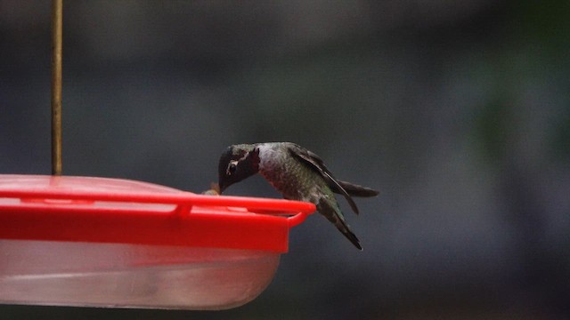 Anna's Hummingbird - ML643351445