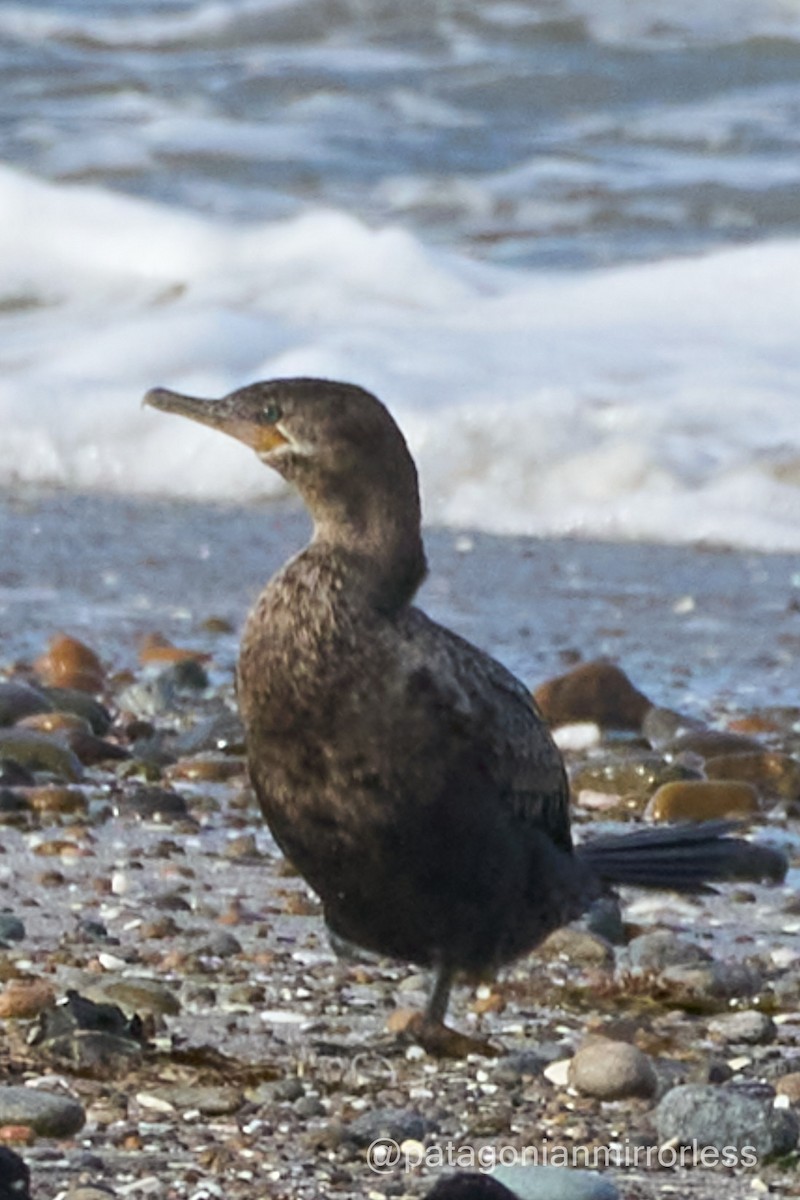 Neotropic Cormorant - ML643351446