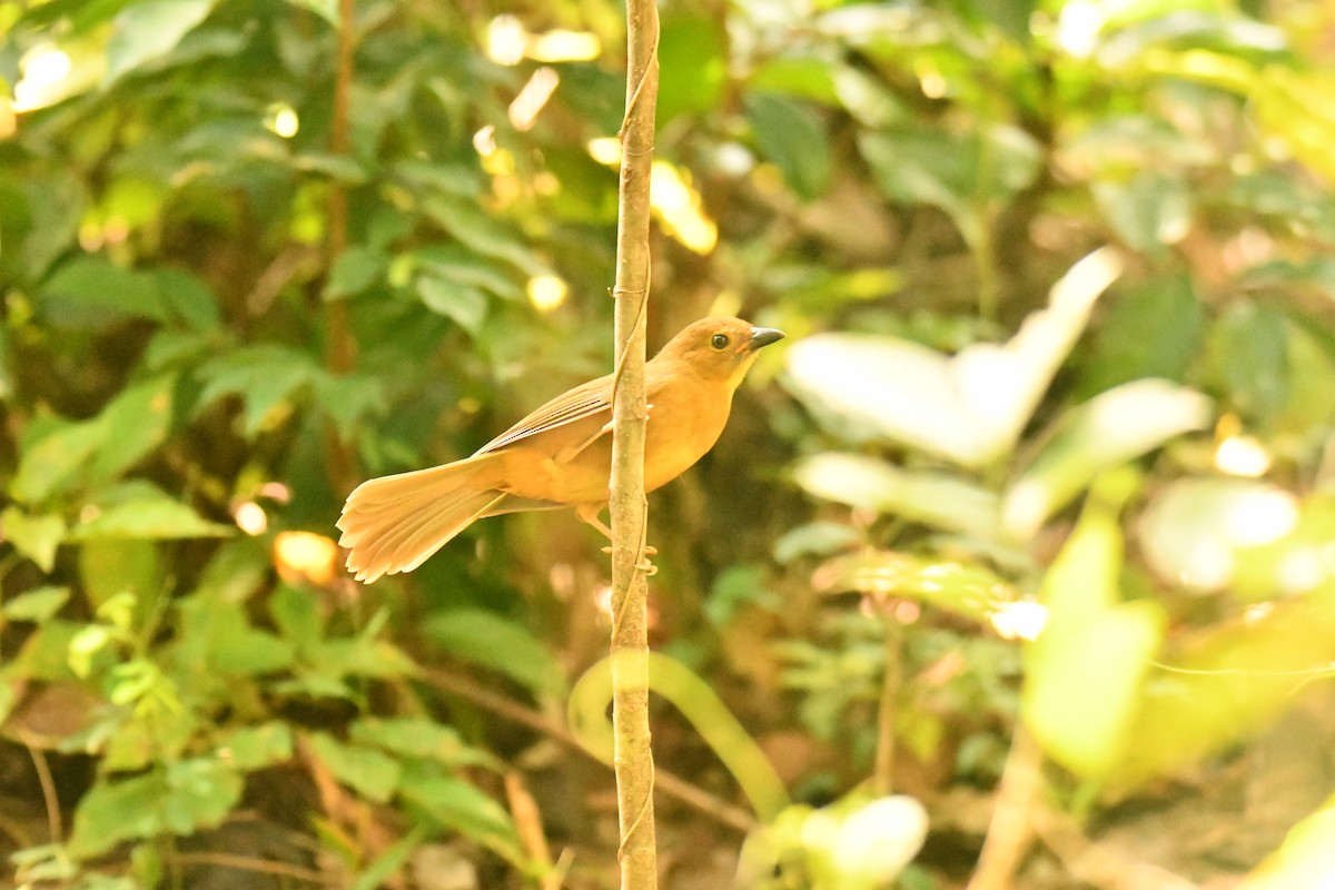 Red-throated Ant-Tanager - ML643351451