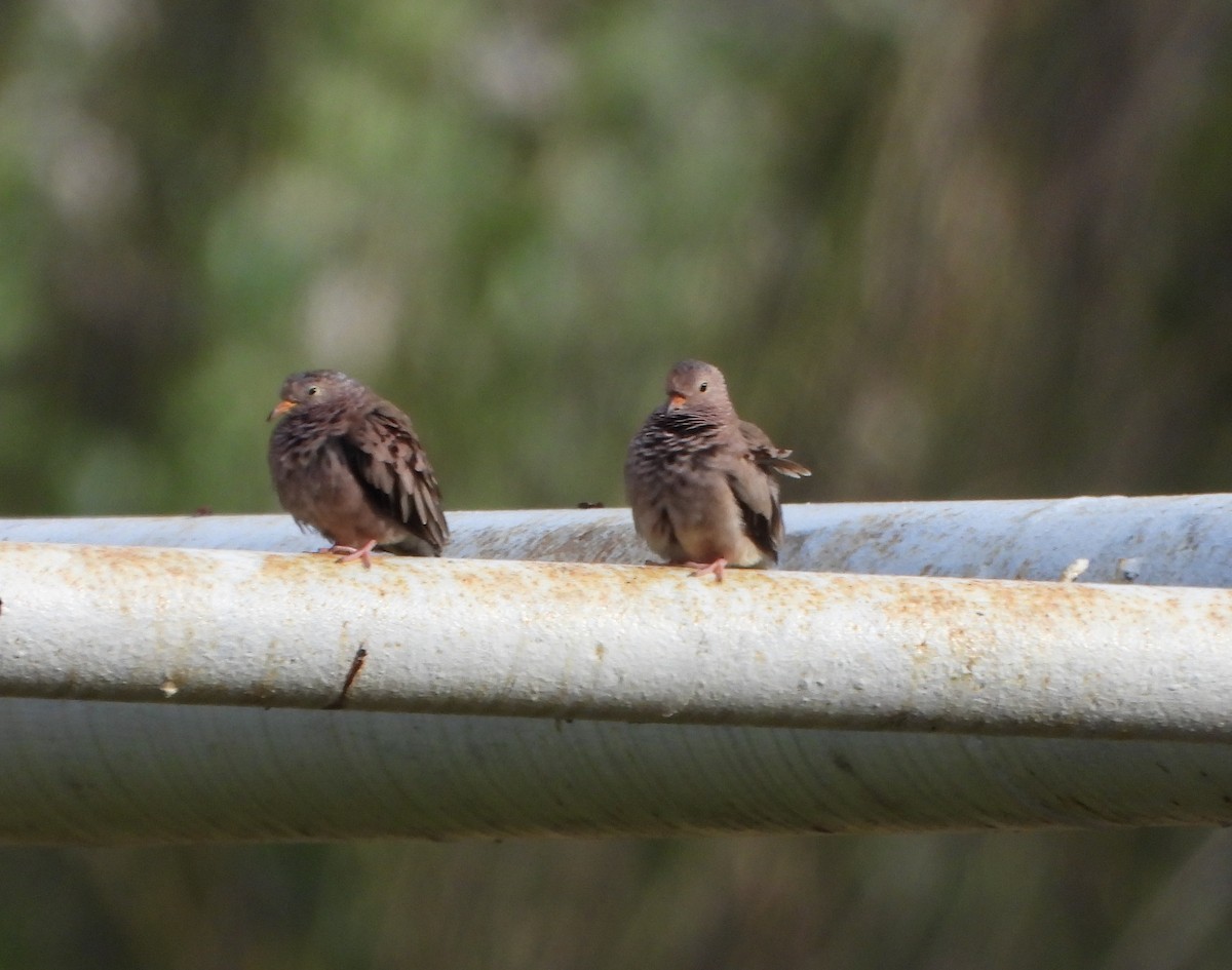 Common Ground Dove - ML643351461