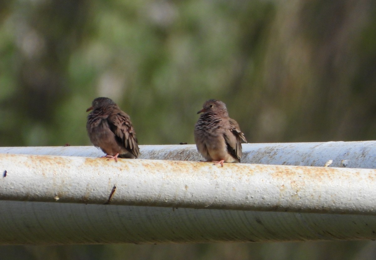 Common Ground Dove - ML643351463