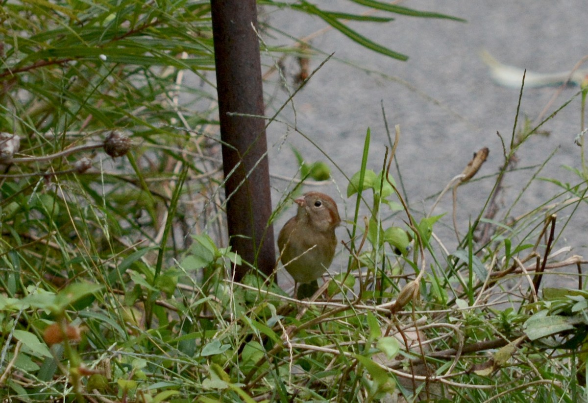 Field Sparrow - ML643351464