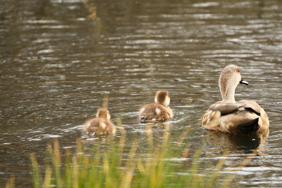 Crested Duck - ML643351469