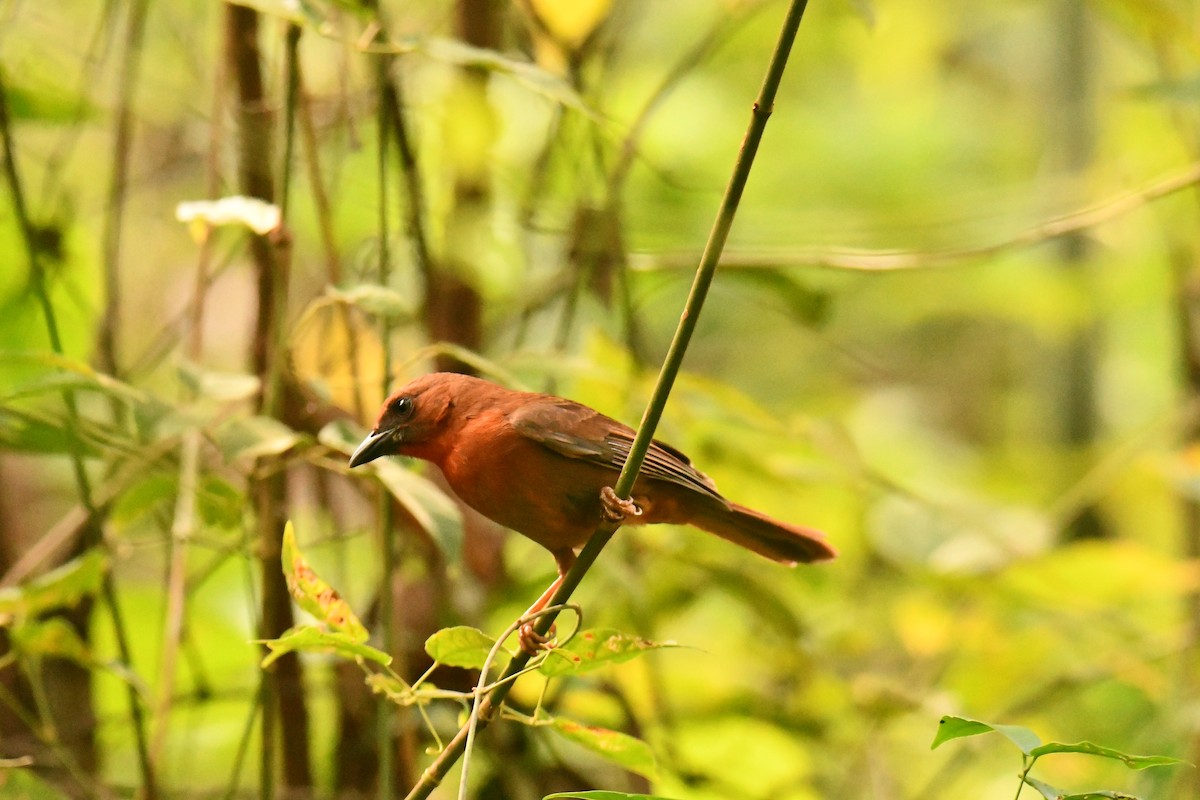 Red-throated Ant-Tanager - ML643351481