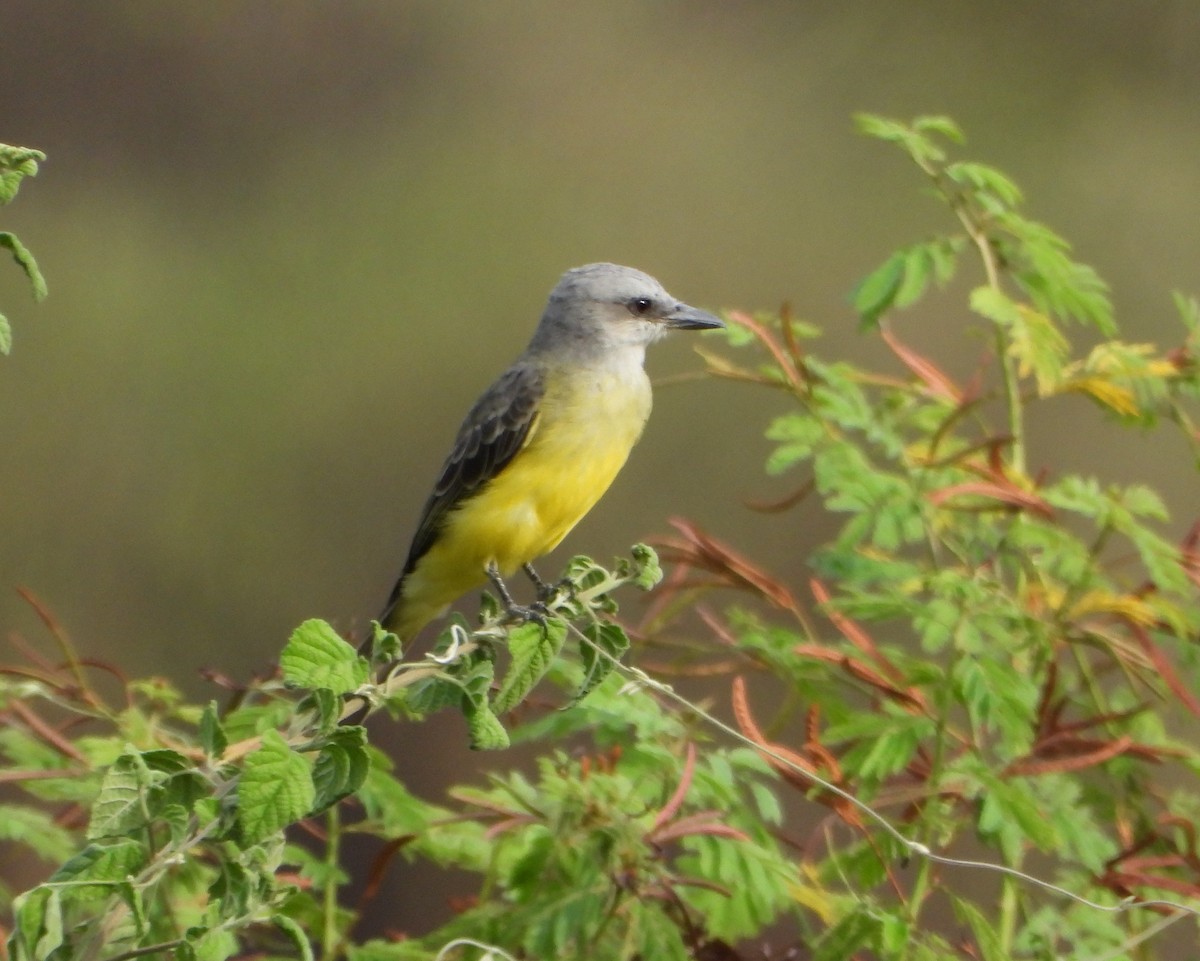 Tropical Kingbird - ML643351491