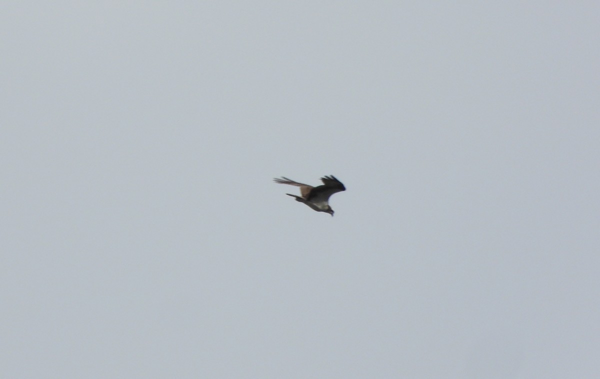 Arrano arrantzalea - ML643351509