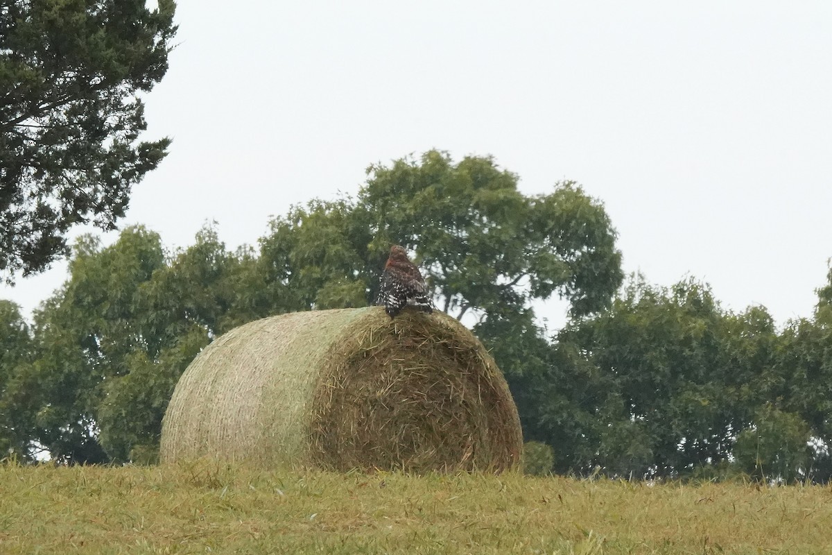 Red-shouldered Hawk - ML643351510