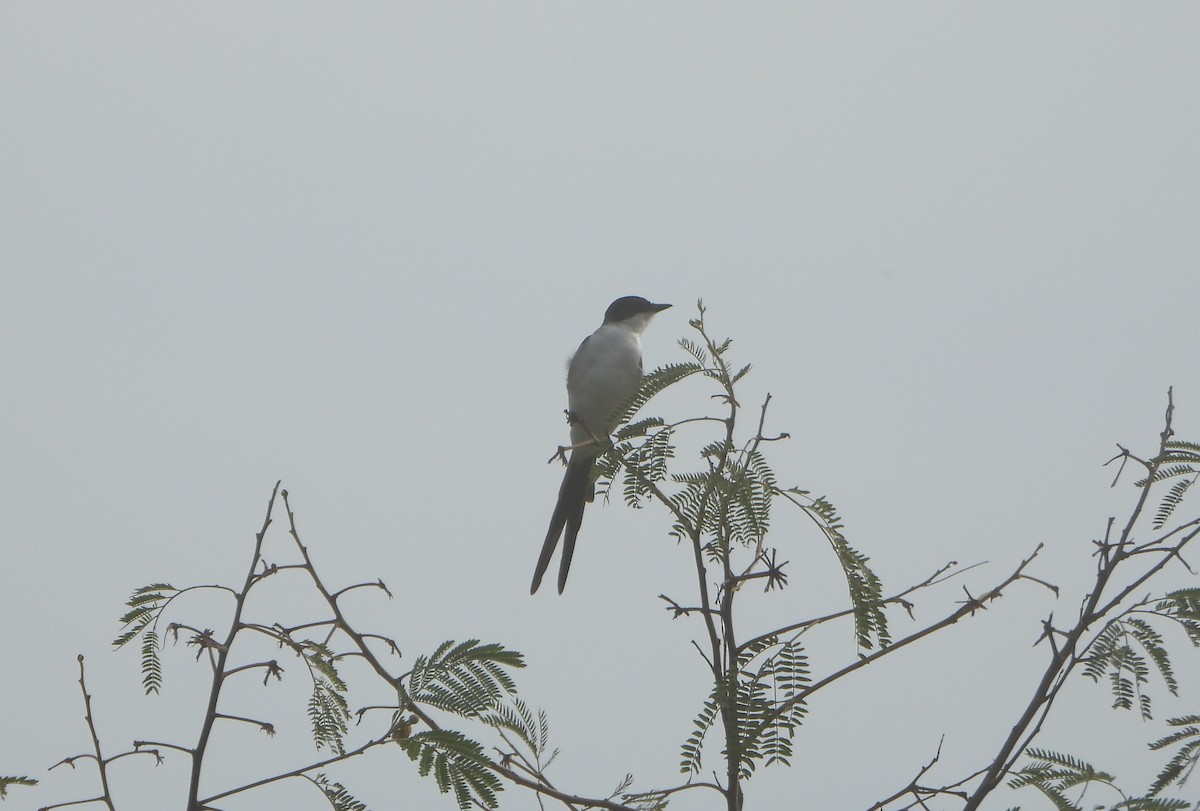 Fork-tailed Flycatcher - ML643351527