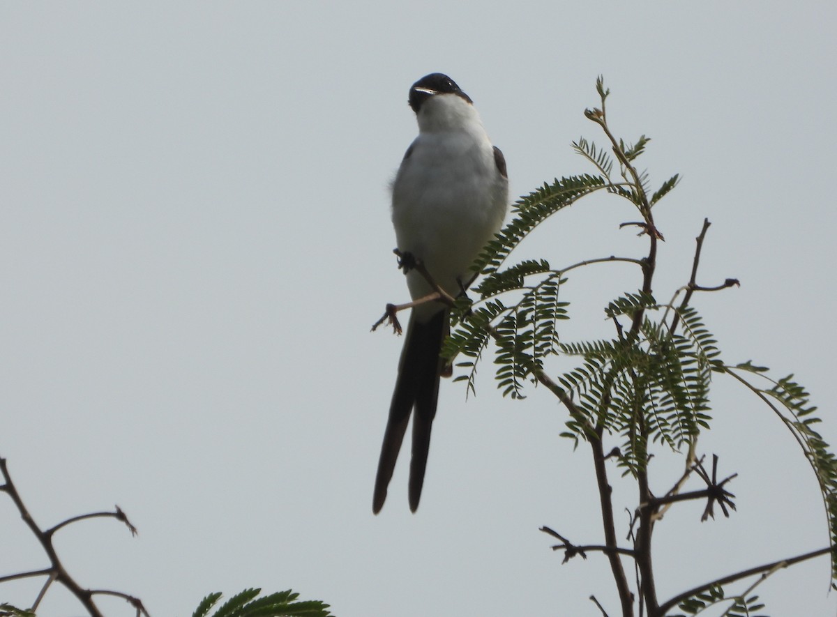 Fork-tailed Flycatcher - ML643351528