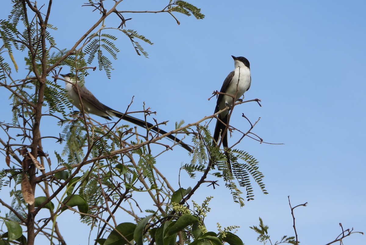 Fork-tailed Flycatcher - ML643351534