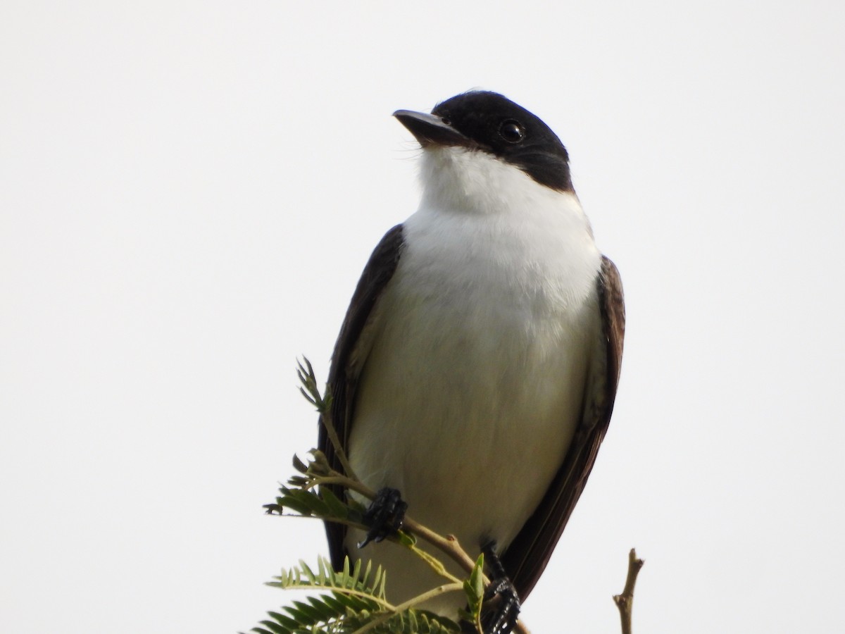 Fork-tailed Flycatcher - ML643351537
