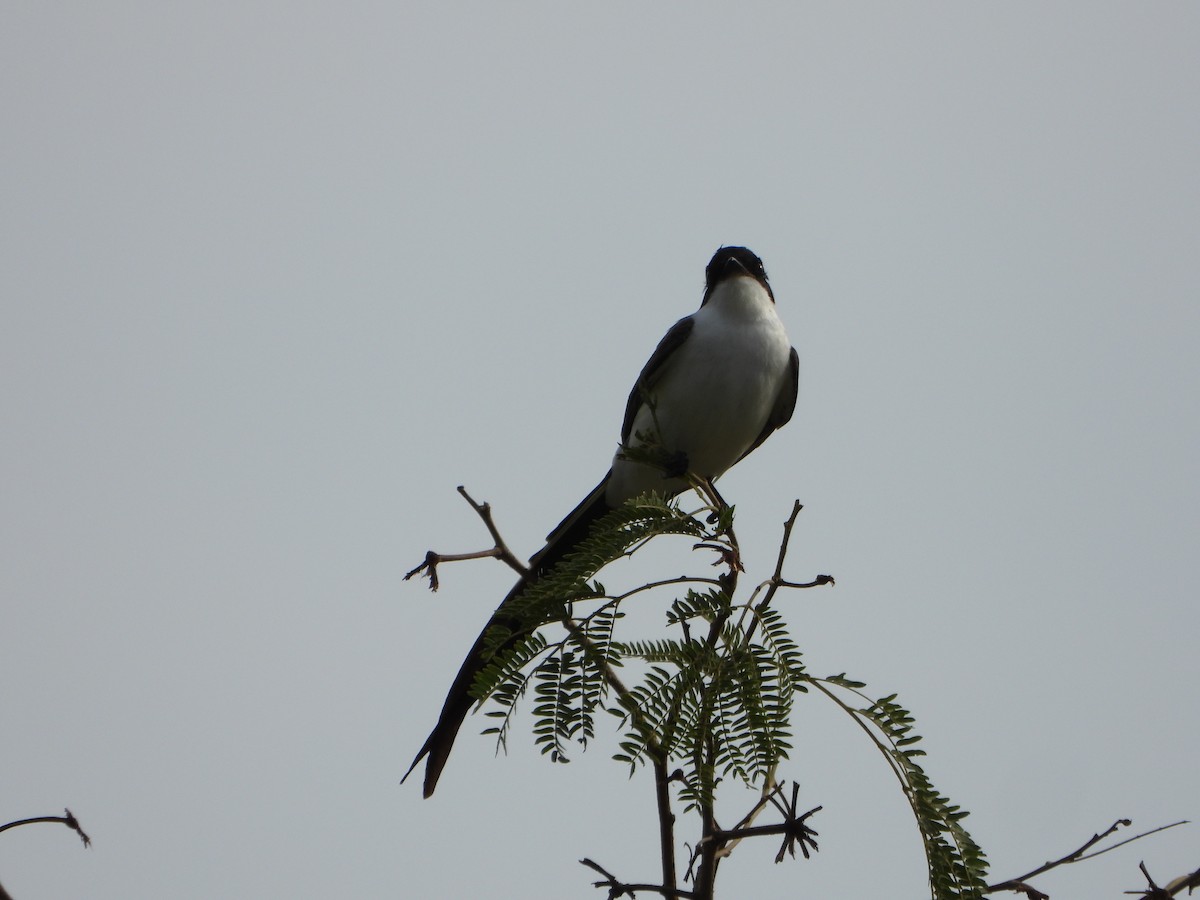 Fork-tailed Flycatcher - ML643351539