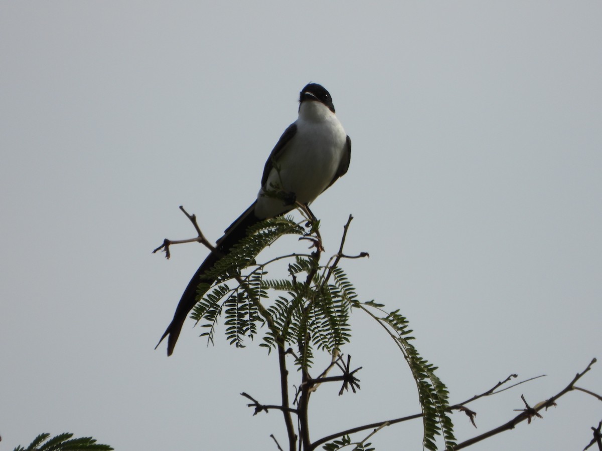 Fork-tailed Flycatcher - ML643351540