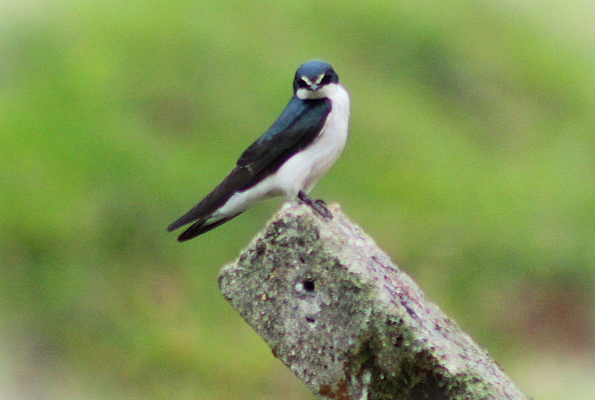 White-rumped Swallow - ML643351543