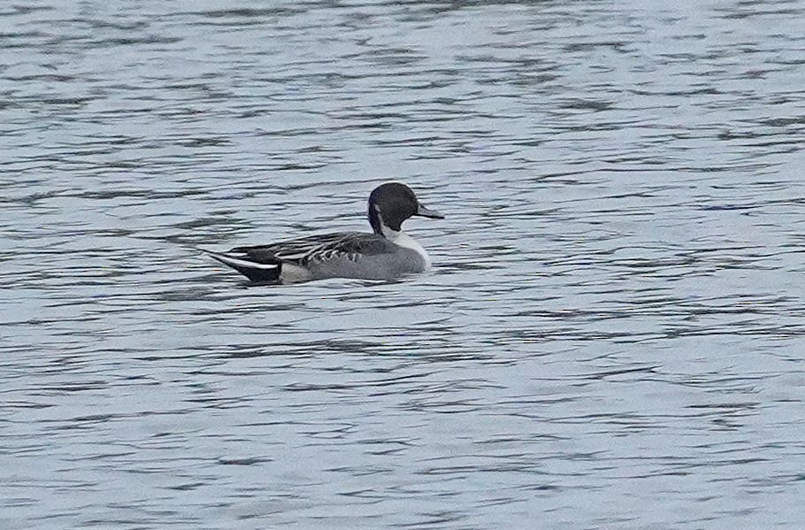 Northern Pintail - ML643351555