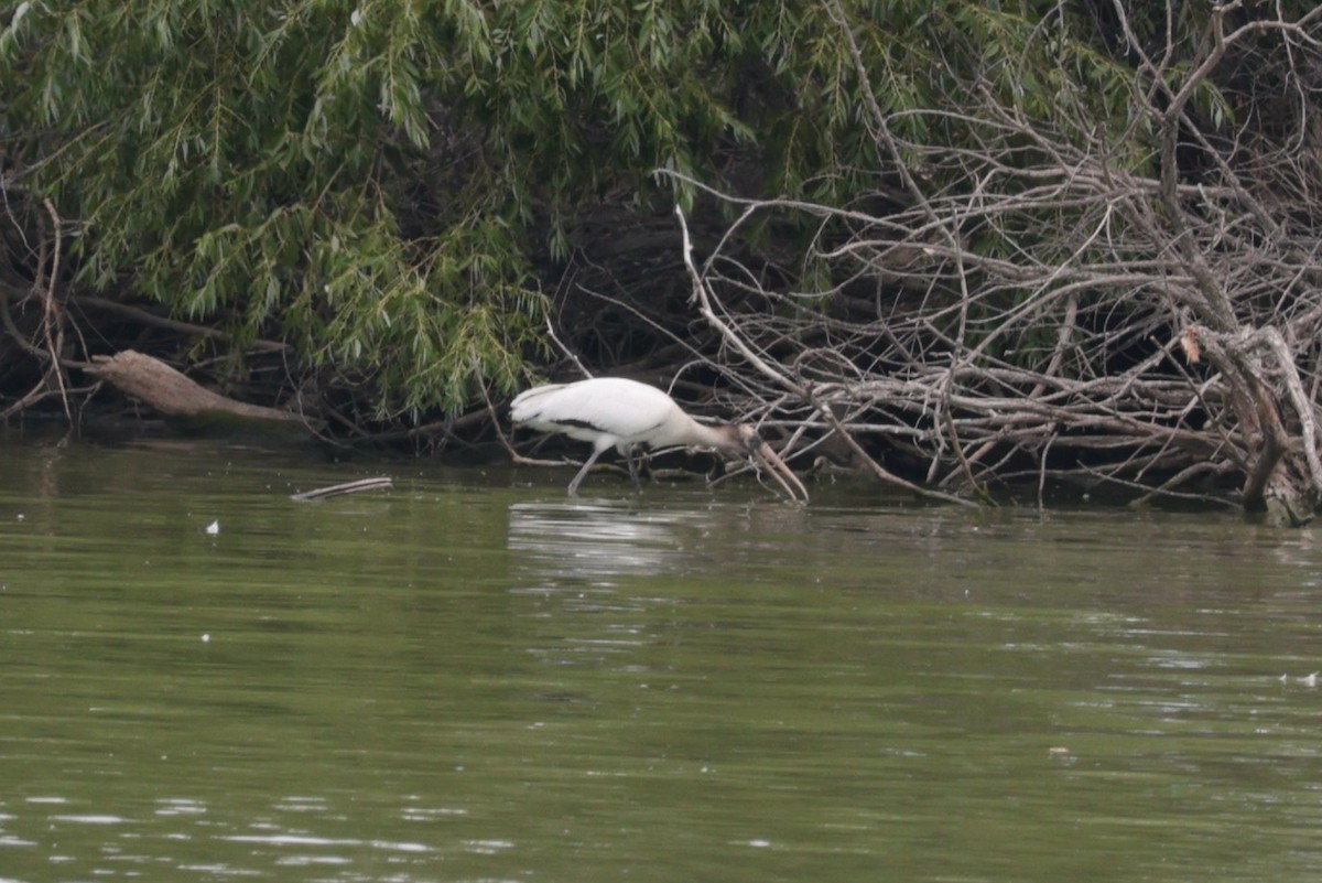 Wood Stork - ML643351557