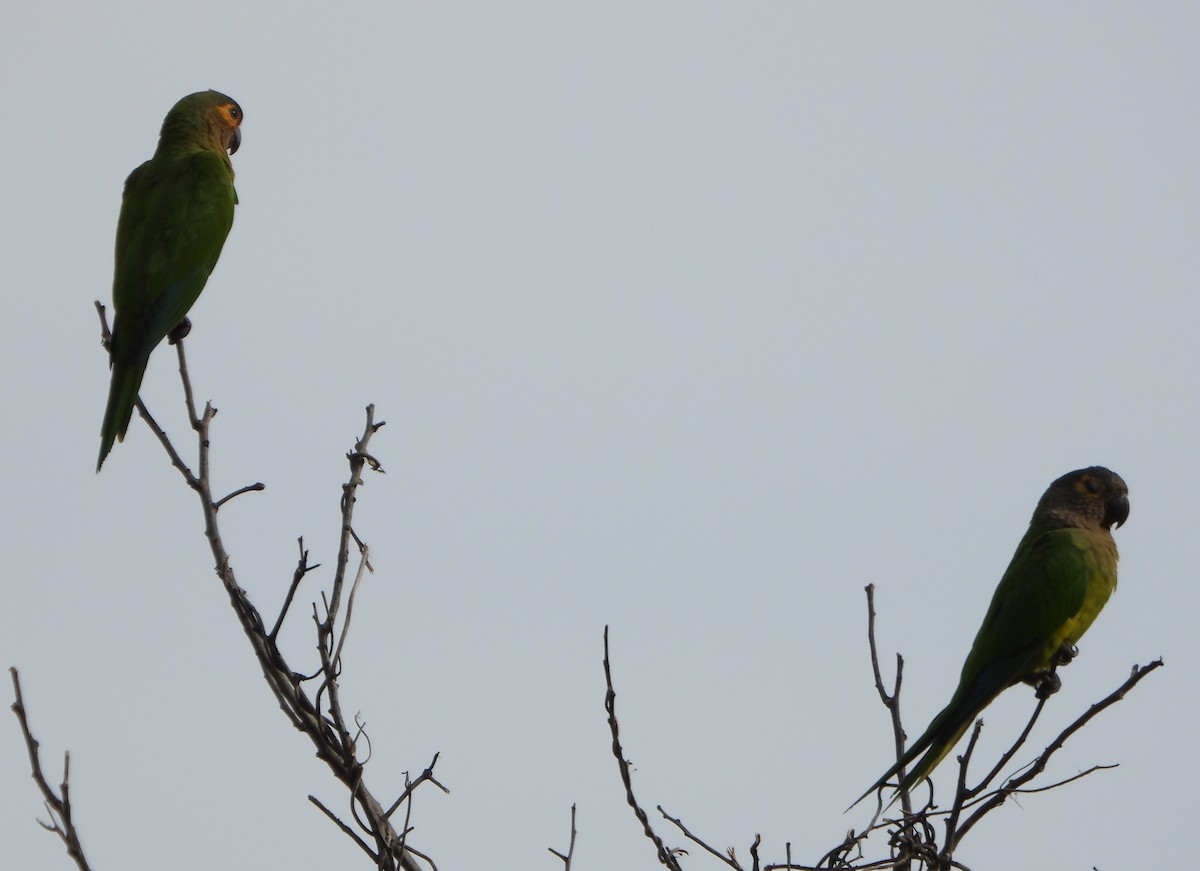 Brown-throated Parakeet - ML643351560