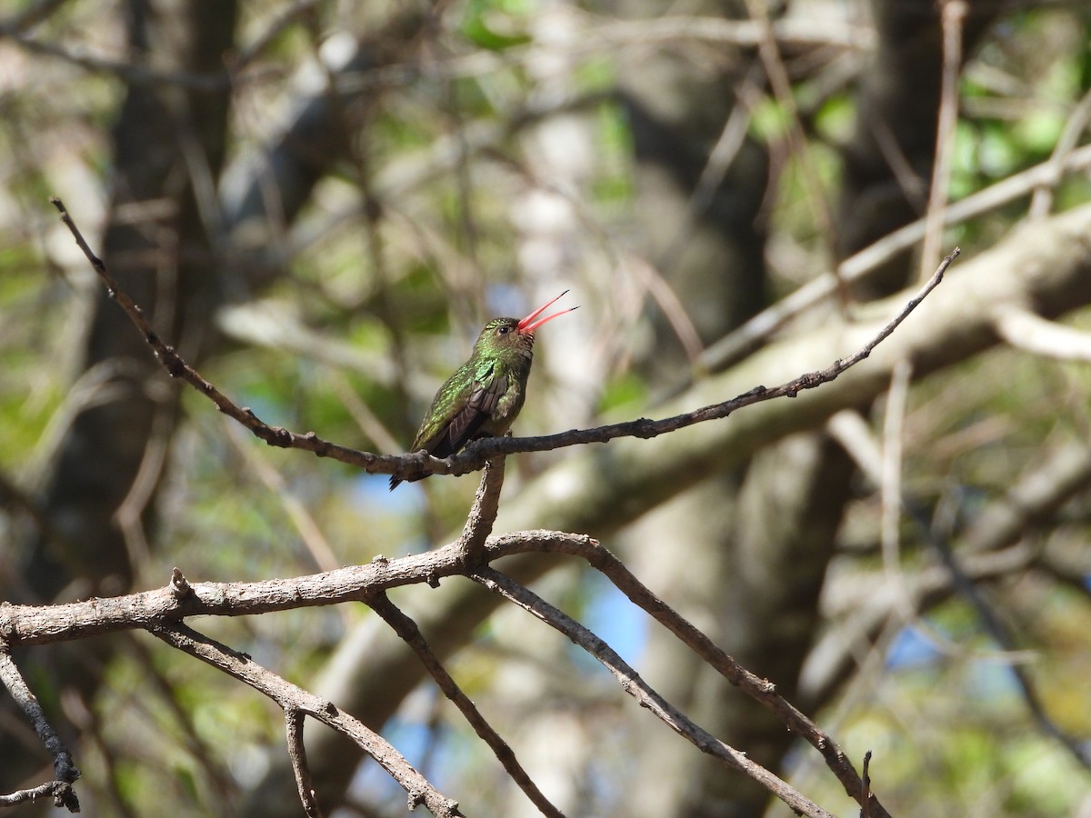 Gilded Hummingbird - ML643351562