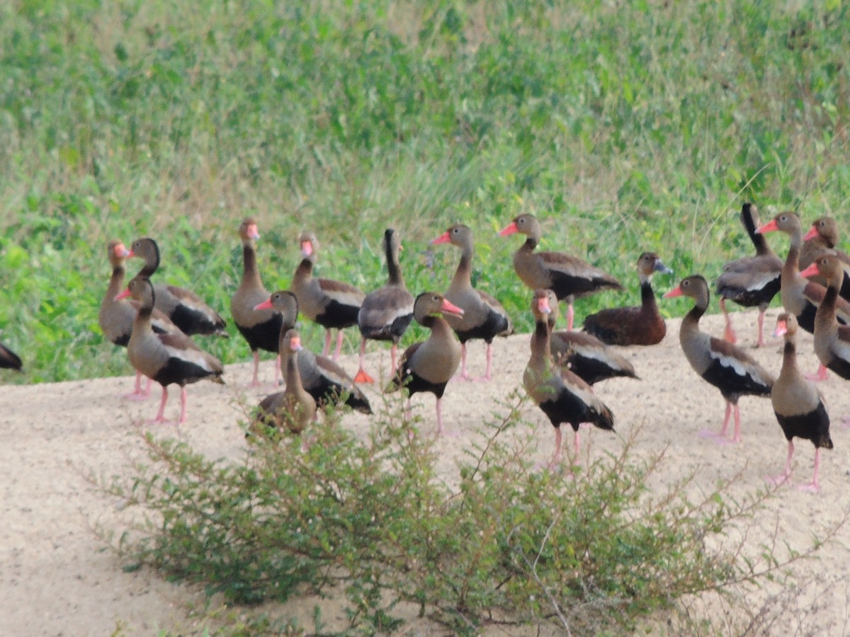 rødnebbplystreand - ML643351568