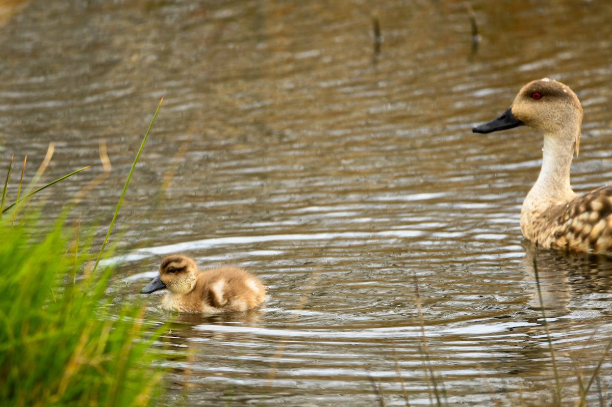 Crested Duck - ML643351569