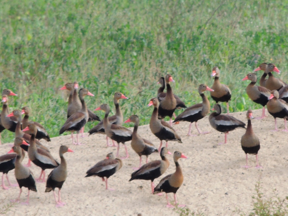 rødnebbplystreand - ML643351570