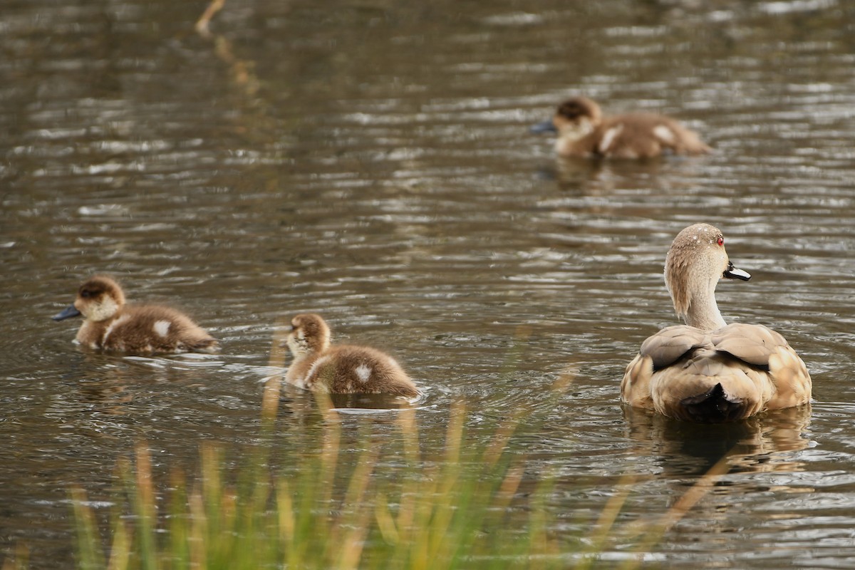 Crested Duck - ML643351571