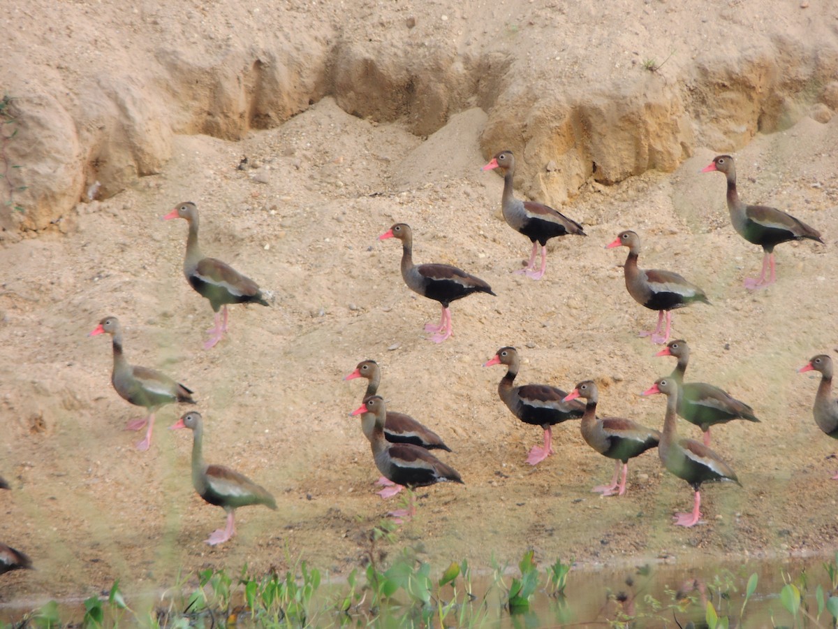 rødnebbplystreand - ML643351573