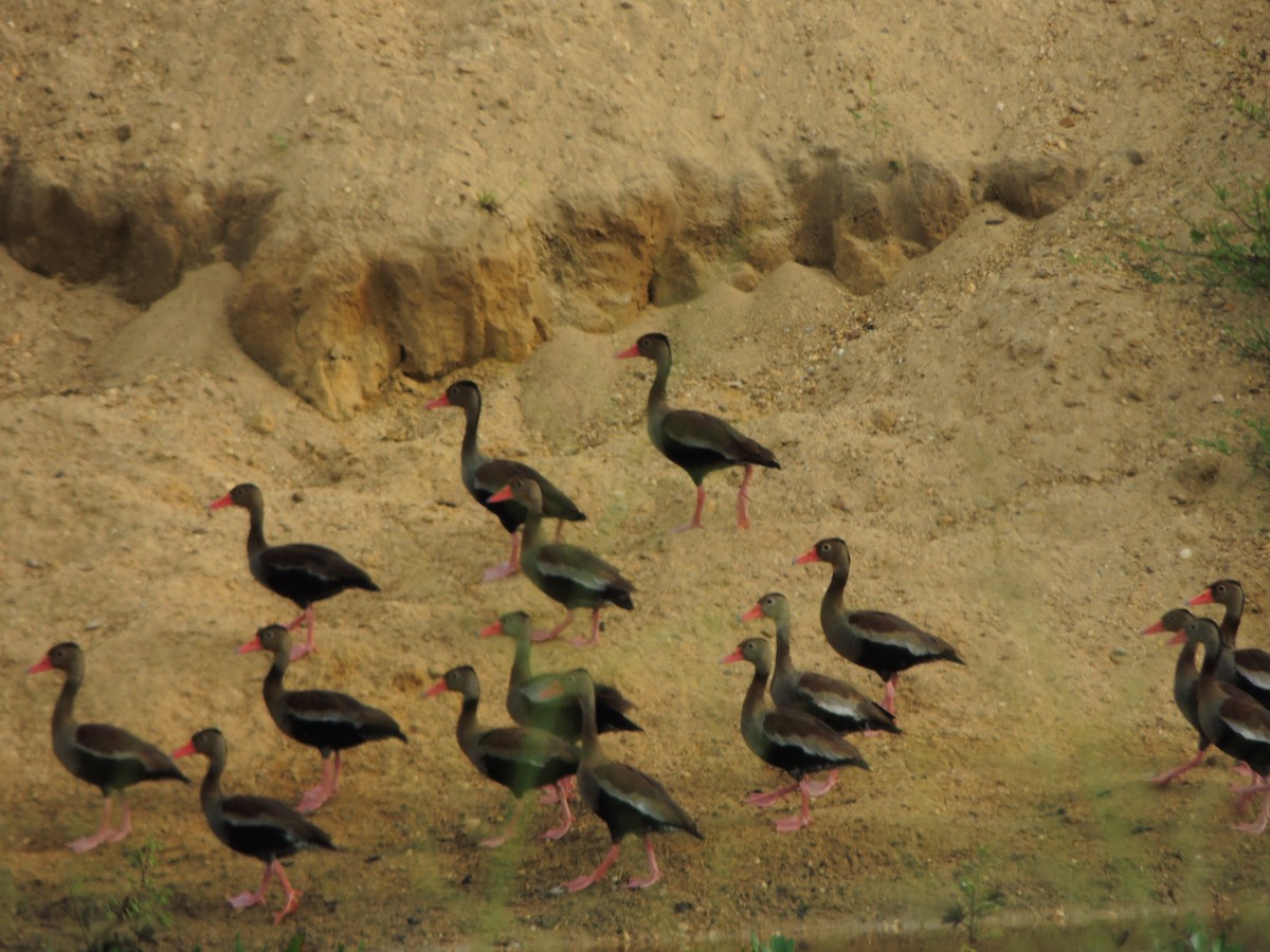 rødnebbplystreand - ML643351574