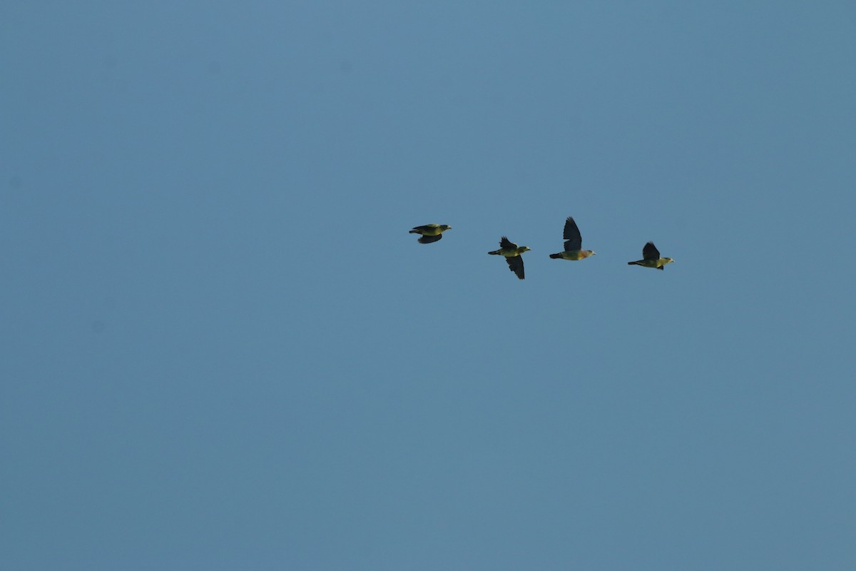 Pink-necked Green-Pigeon - ML643351575