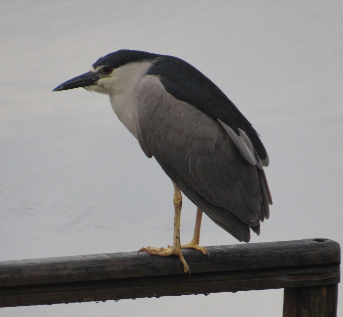 Black-crowned Night Heron - ML643351591