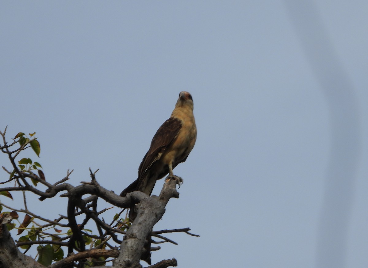 Yellow-headed Caracara - ML643351597