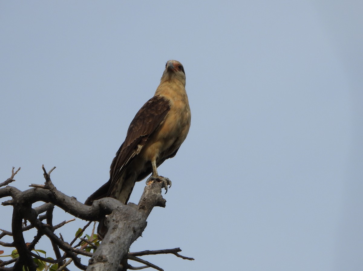 Yellow-headed Caracara - ML643351598