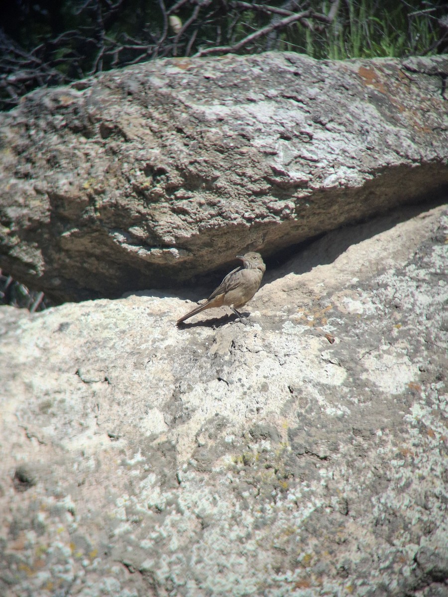 Great Shrike-Tyrant - ML643351613
