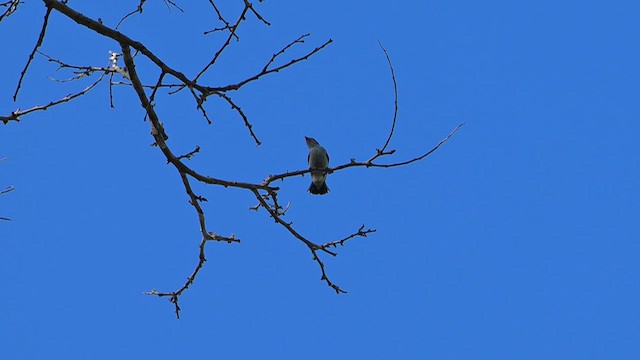 ハシブトハナドリ - ML643351628