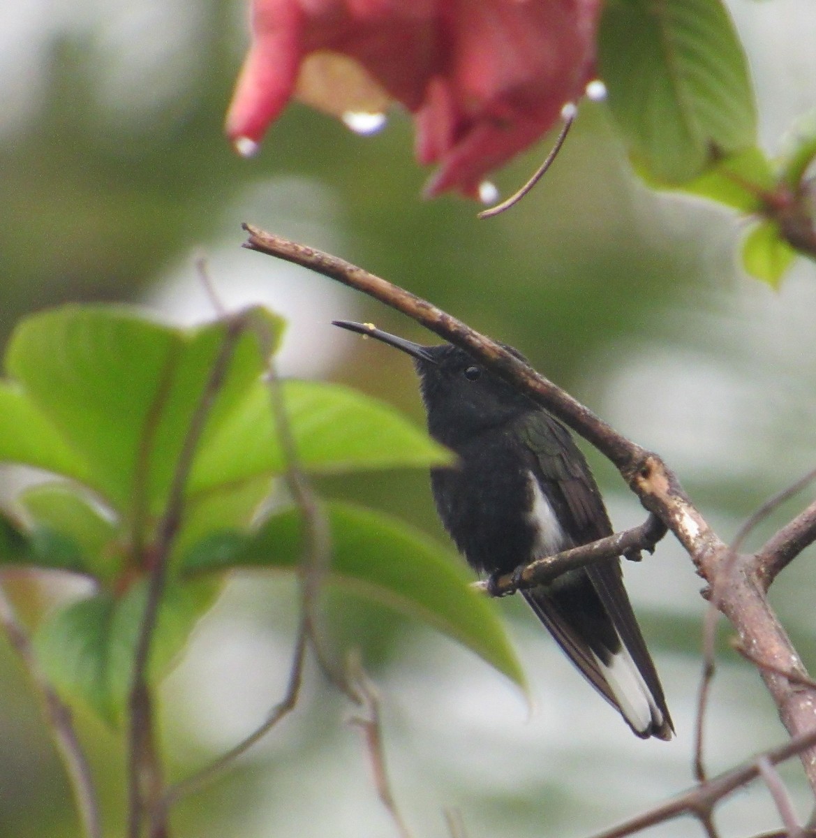 Black Jacobin - ML643351649