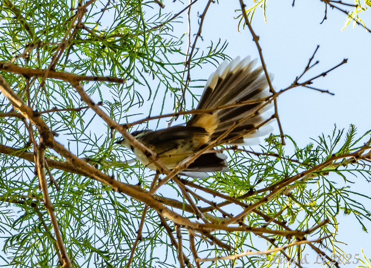 Supertramp Fantail (Lesser Sundas) - ML643351664