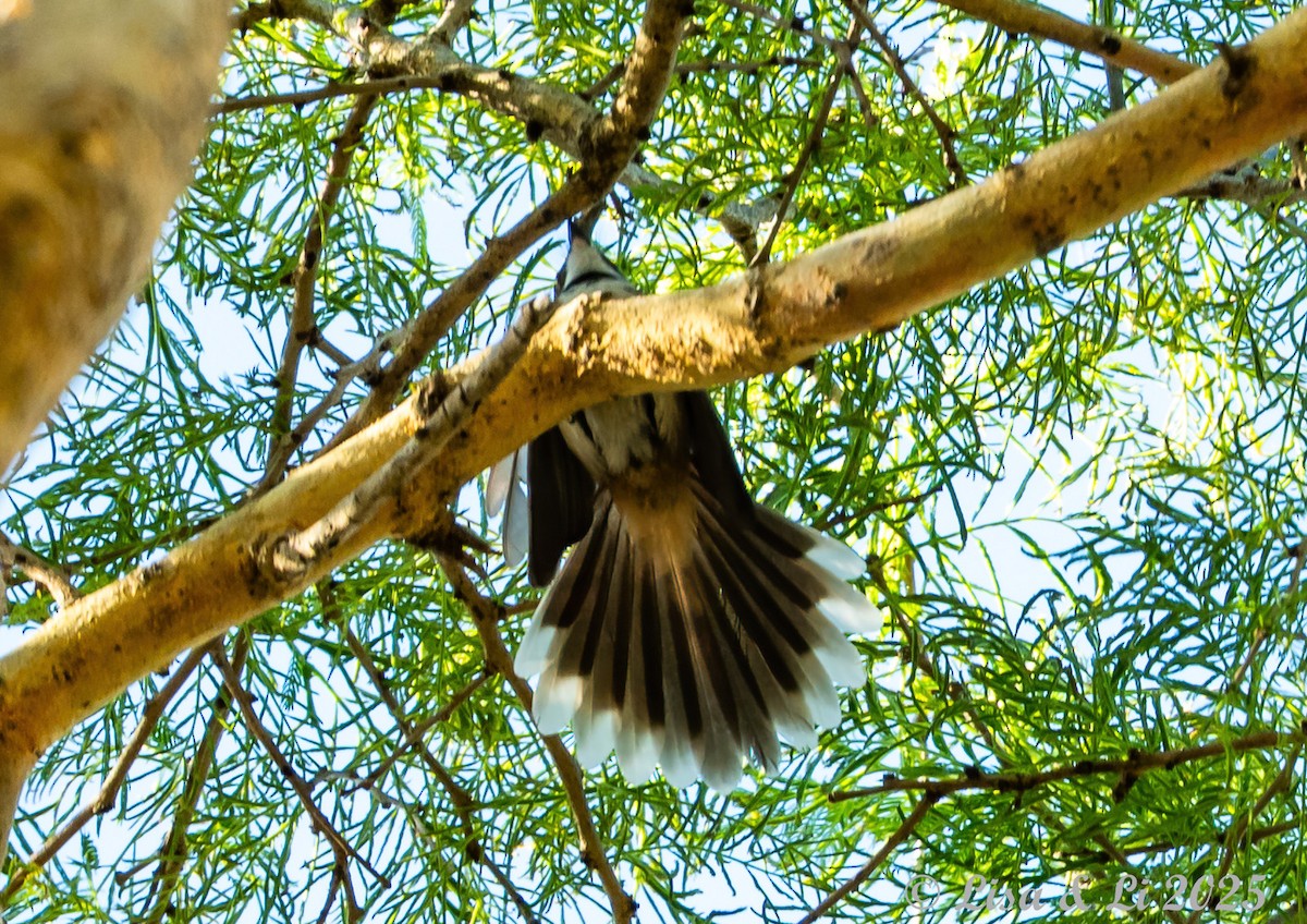 Supertramp Fantail (Lesser Sundas) - ML643351665