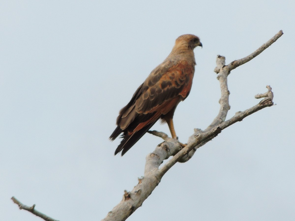 kanelvåk - ML643351666