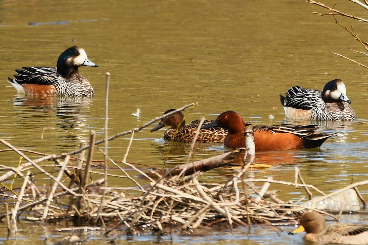 Cinnamon Teal - ML643351669