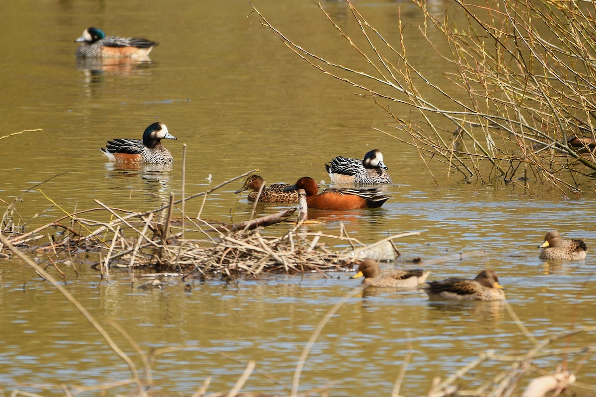 Cinnamon Teal - ML643351670
