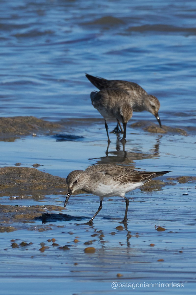 White-rumped Sandpiper - ML643351677