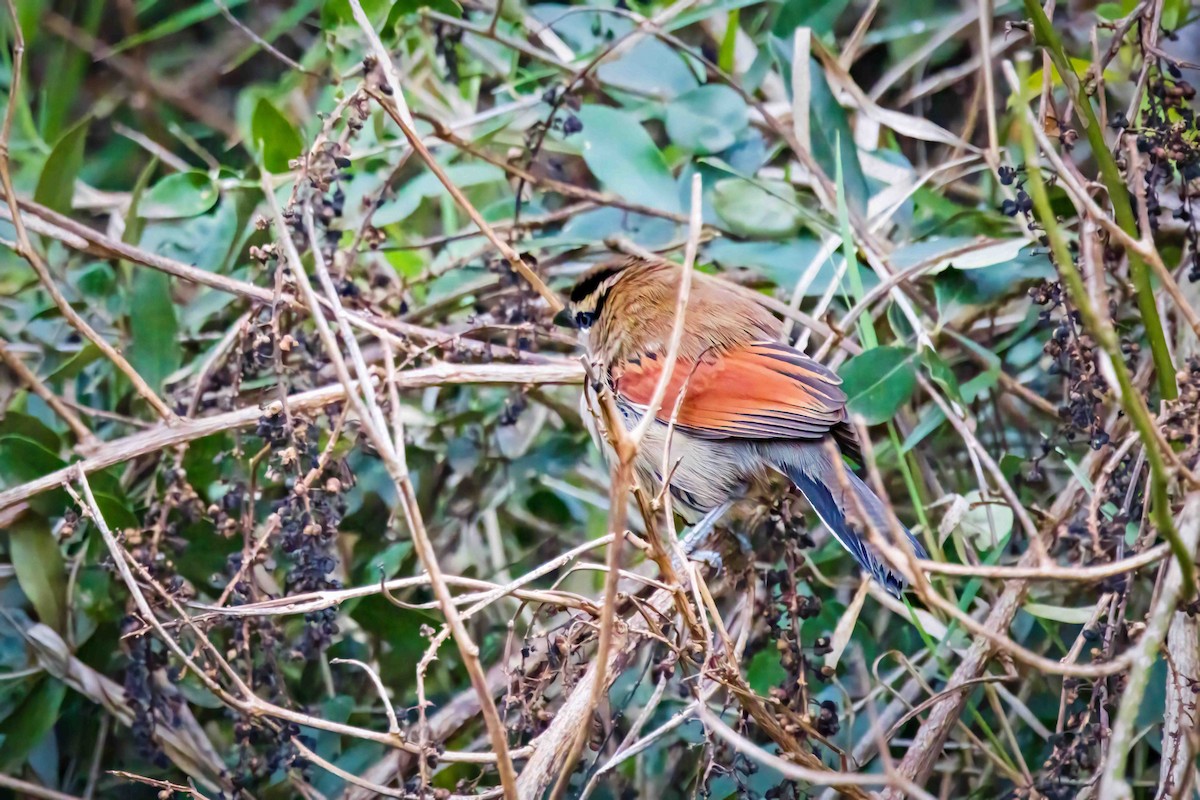 Brown-crowned Tchagra - ML643351682
