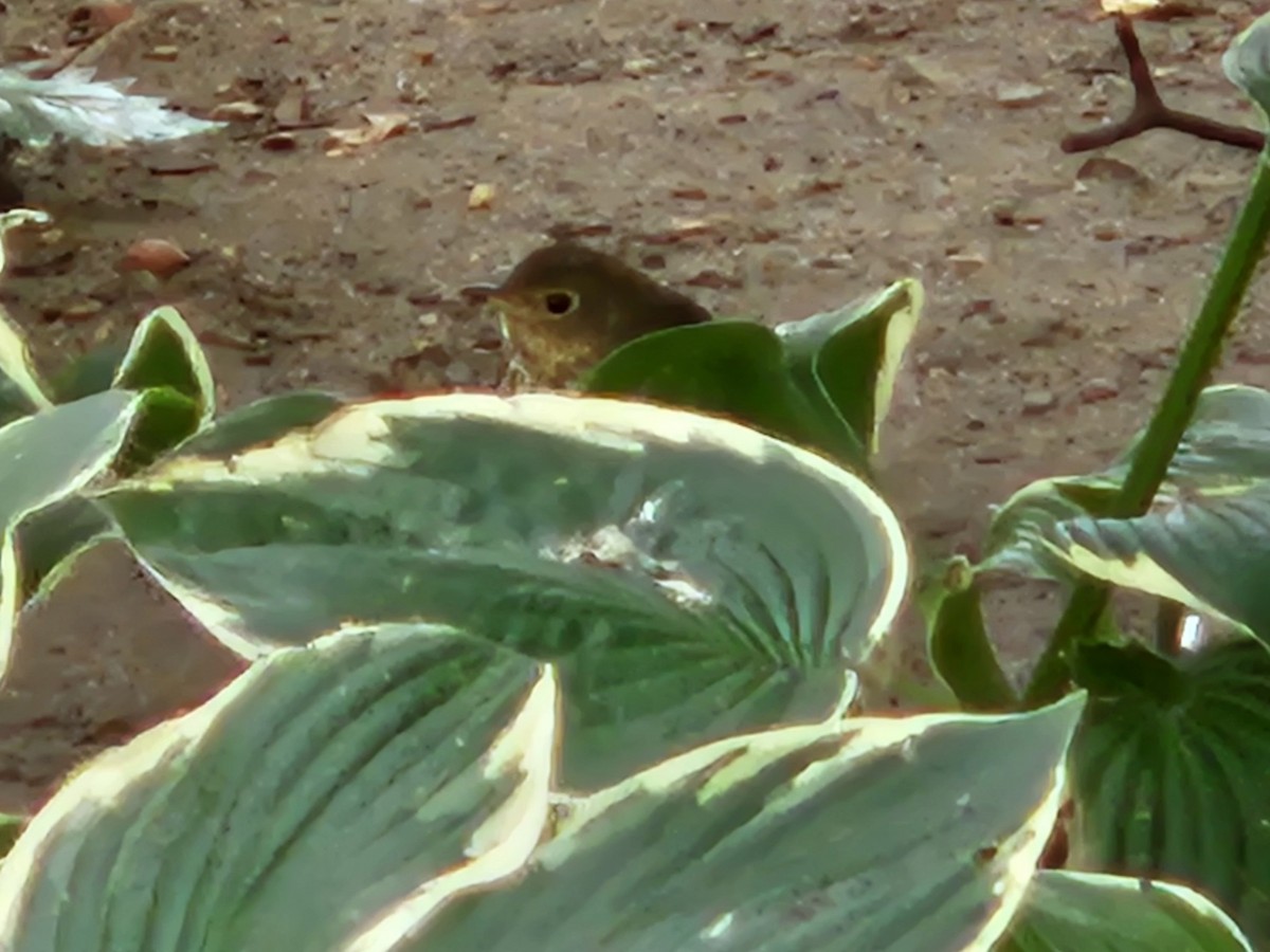 Swainson's Thrush - ML643351684