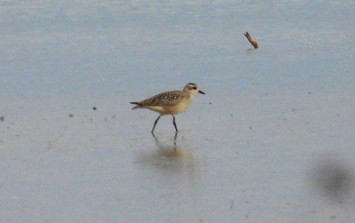 Black-bellied Plover - ML643351687