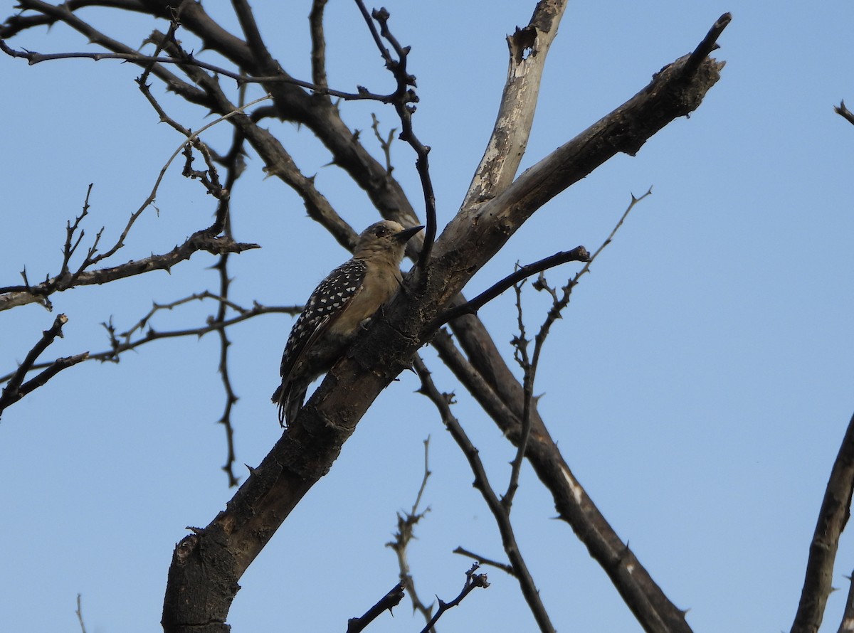 Red-crowned Woodpecker - ML643351693