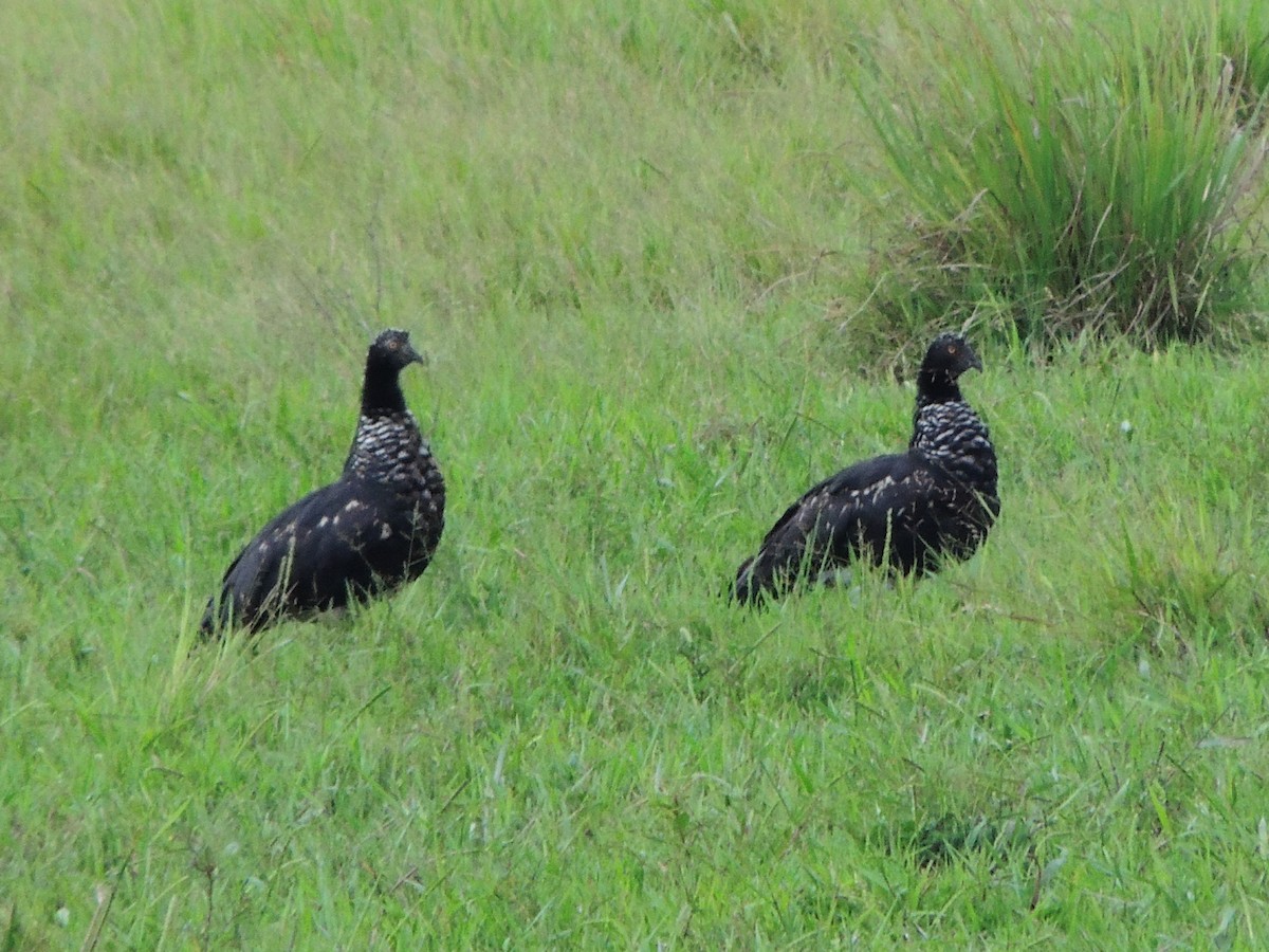 Horned Screamer - ML643351704