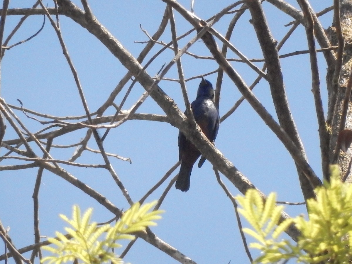 Opal-rumped Tanager - ML643351705