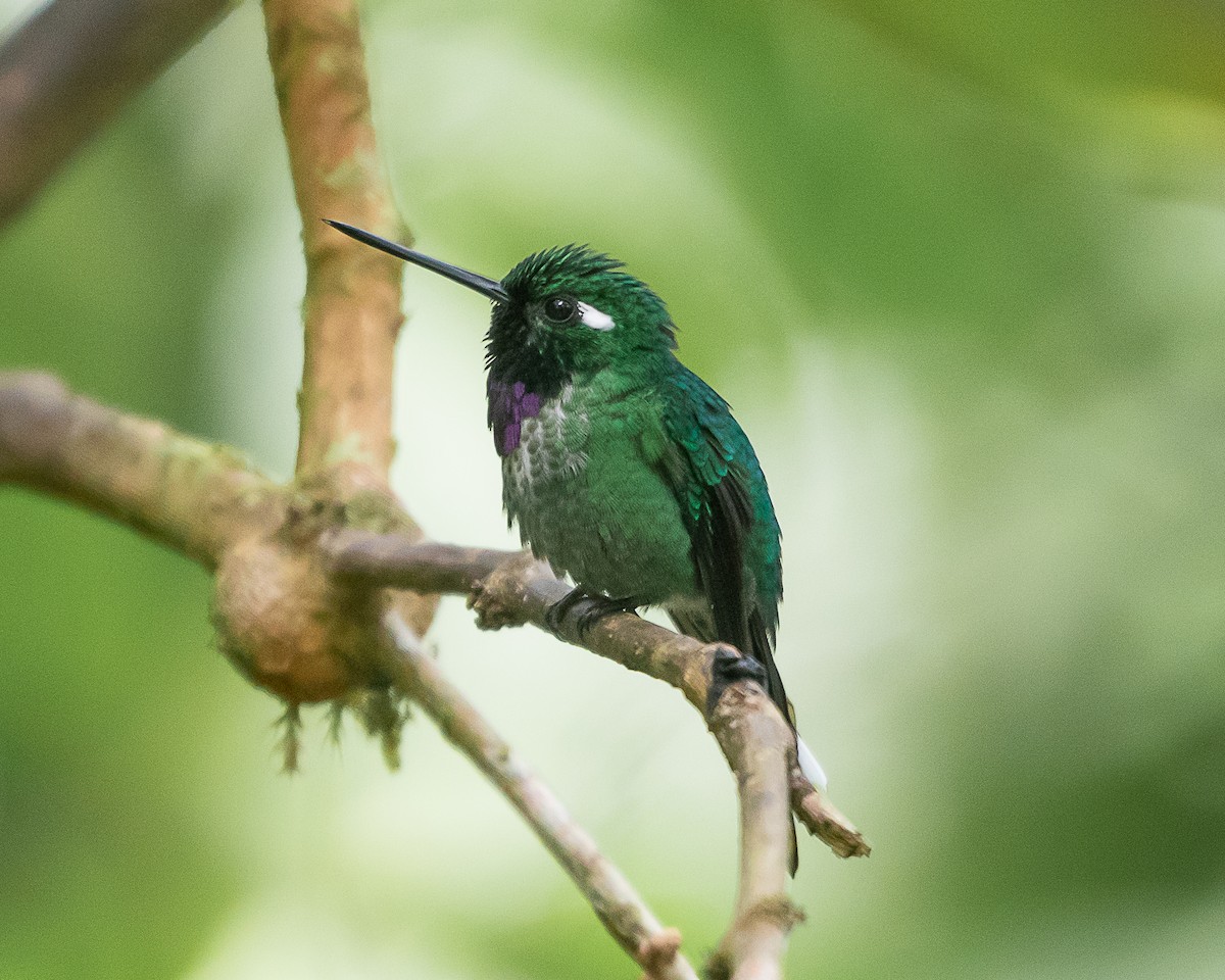 Purple-bibbed Whitetip - ML643351712
