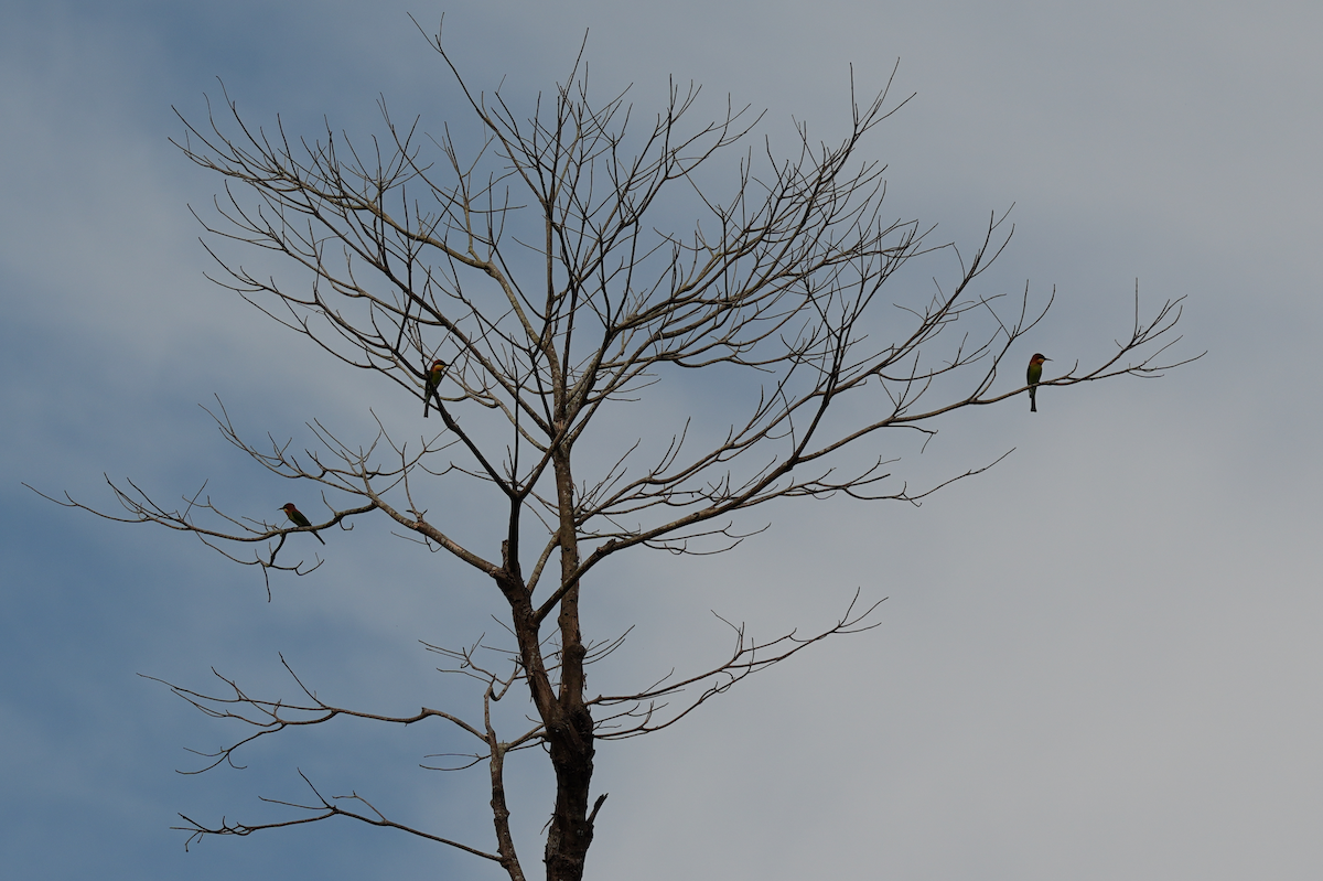 Chestnut-headed Bee-eater - ML643351714