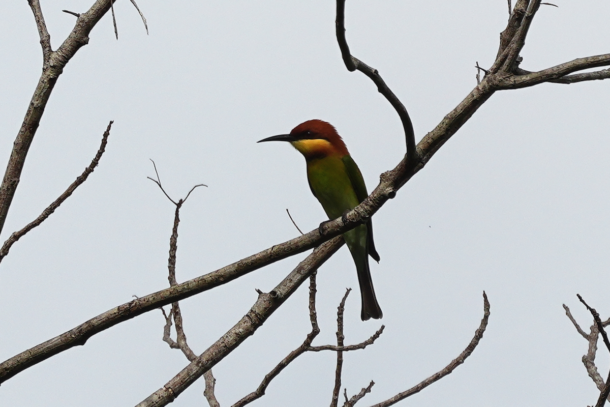 Chestnut-headed Bee-eater - ML643351715